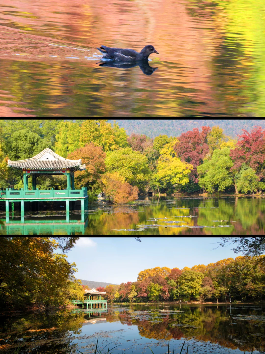 南京流徽榭|藏在钟山景区的秋色秘境🍂