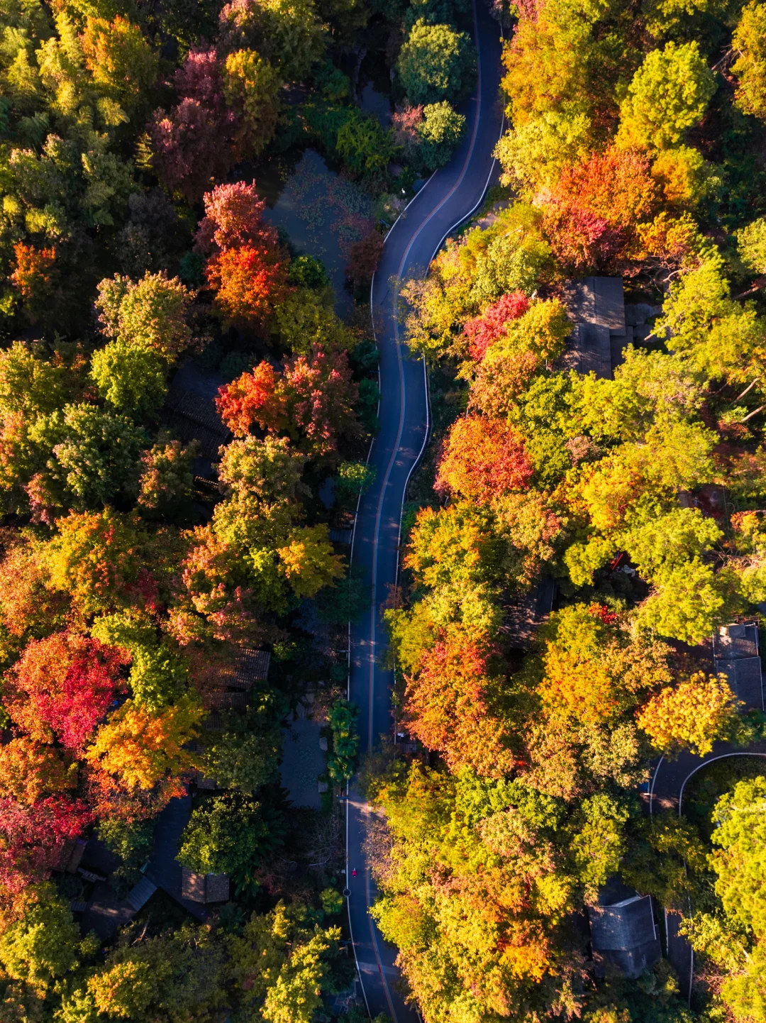 皖南的🍁枫叶已红!这个小镇的秋色美翻了‼️