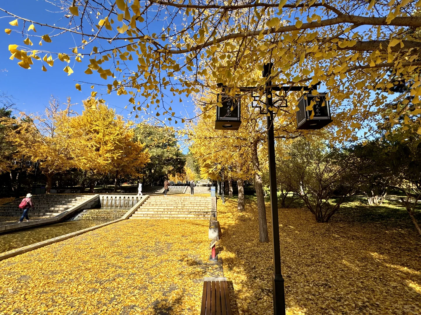 11.4的晋祠银杏大道live实拍🍂