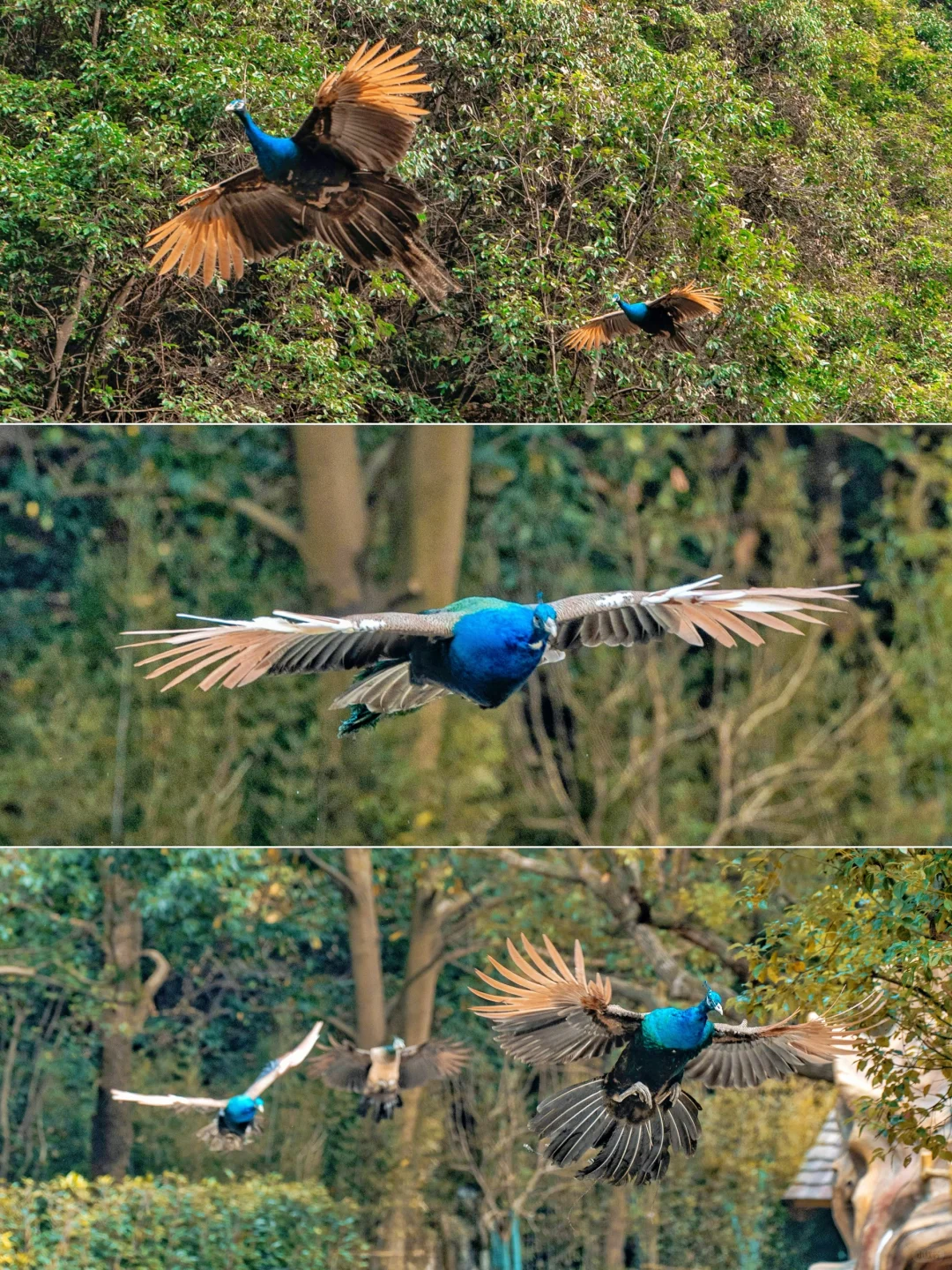 不是九寨沟❗在杭州❗小九寨秋景秘境真绝🍂