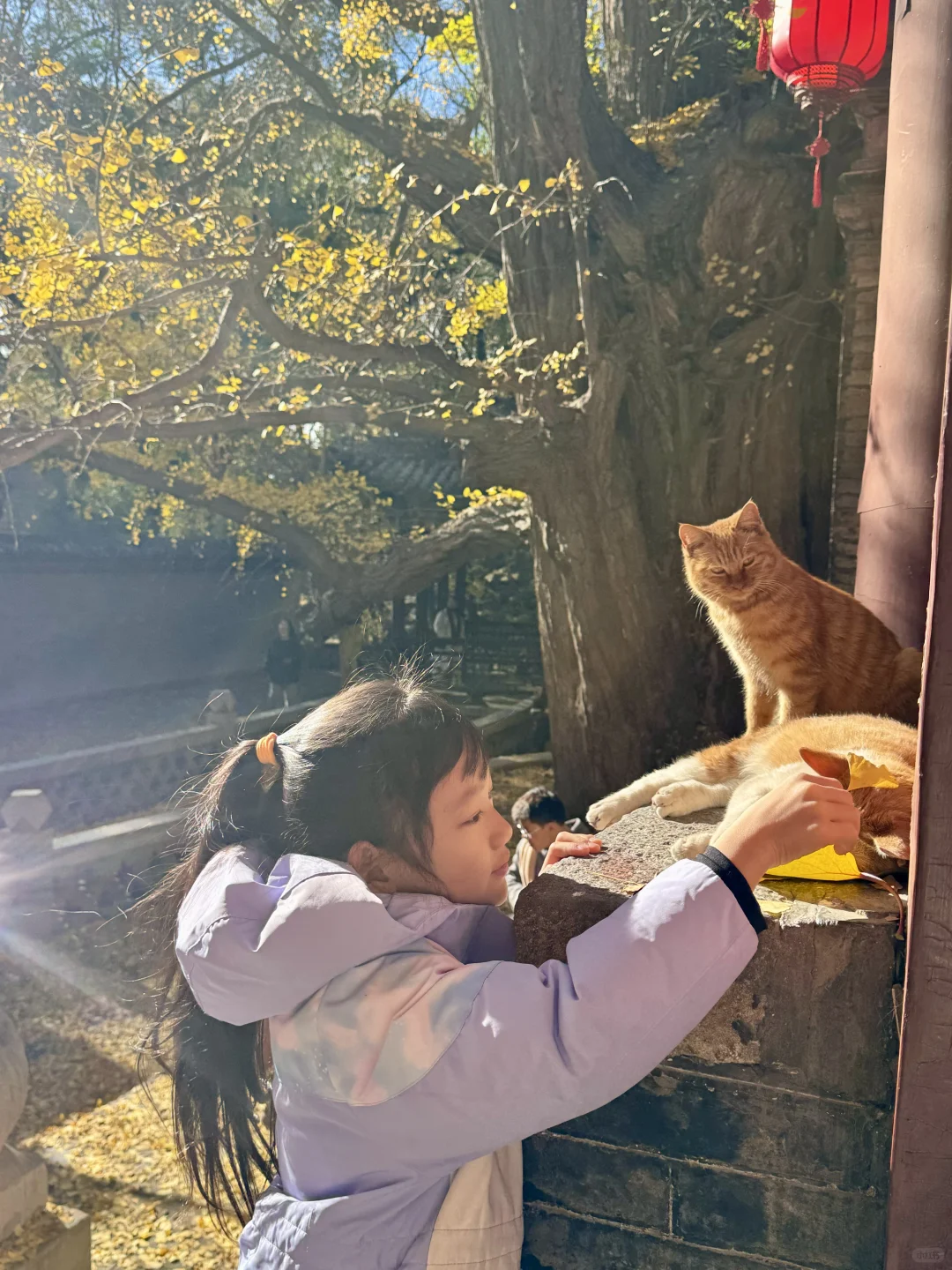 11.4的晋祠银杏大道live实拍🍂