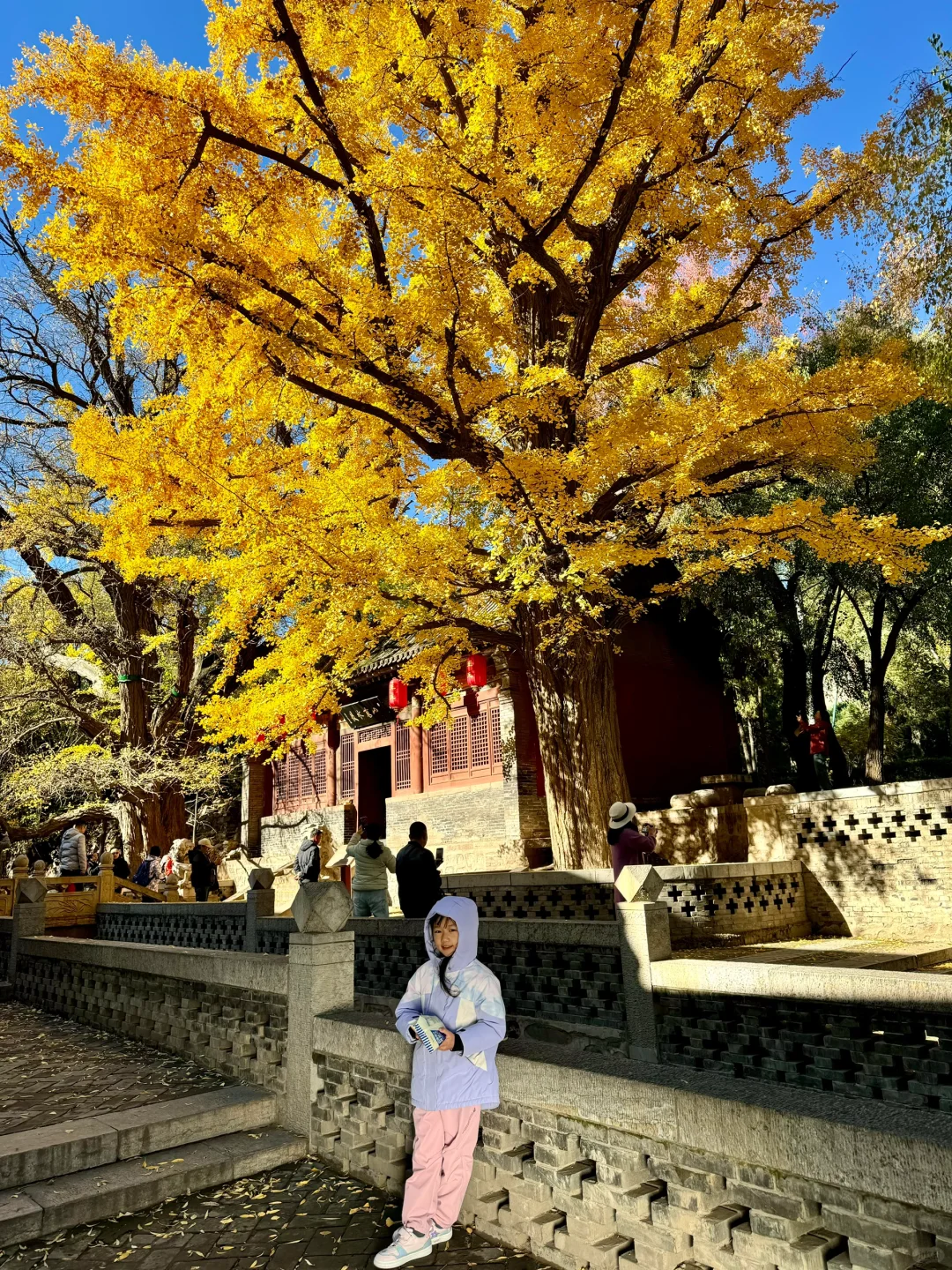 11.4的晋祠银杏大道live实拍🍂