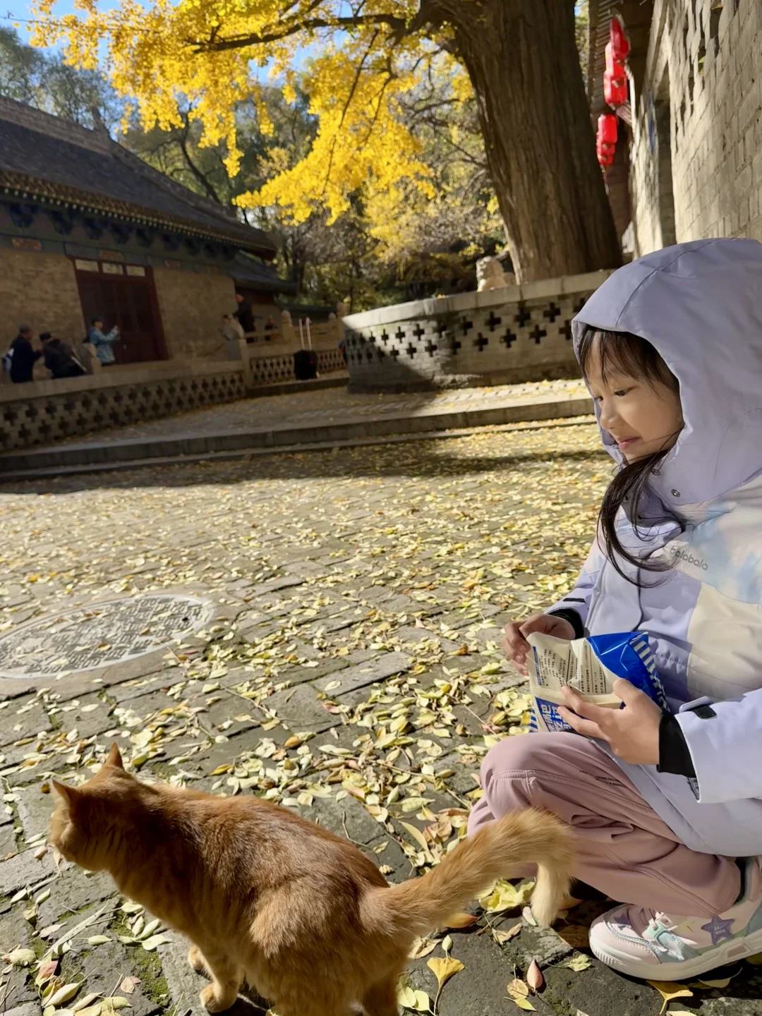 11.4的晋祠银杏大道live实拍🍂