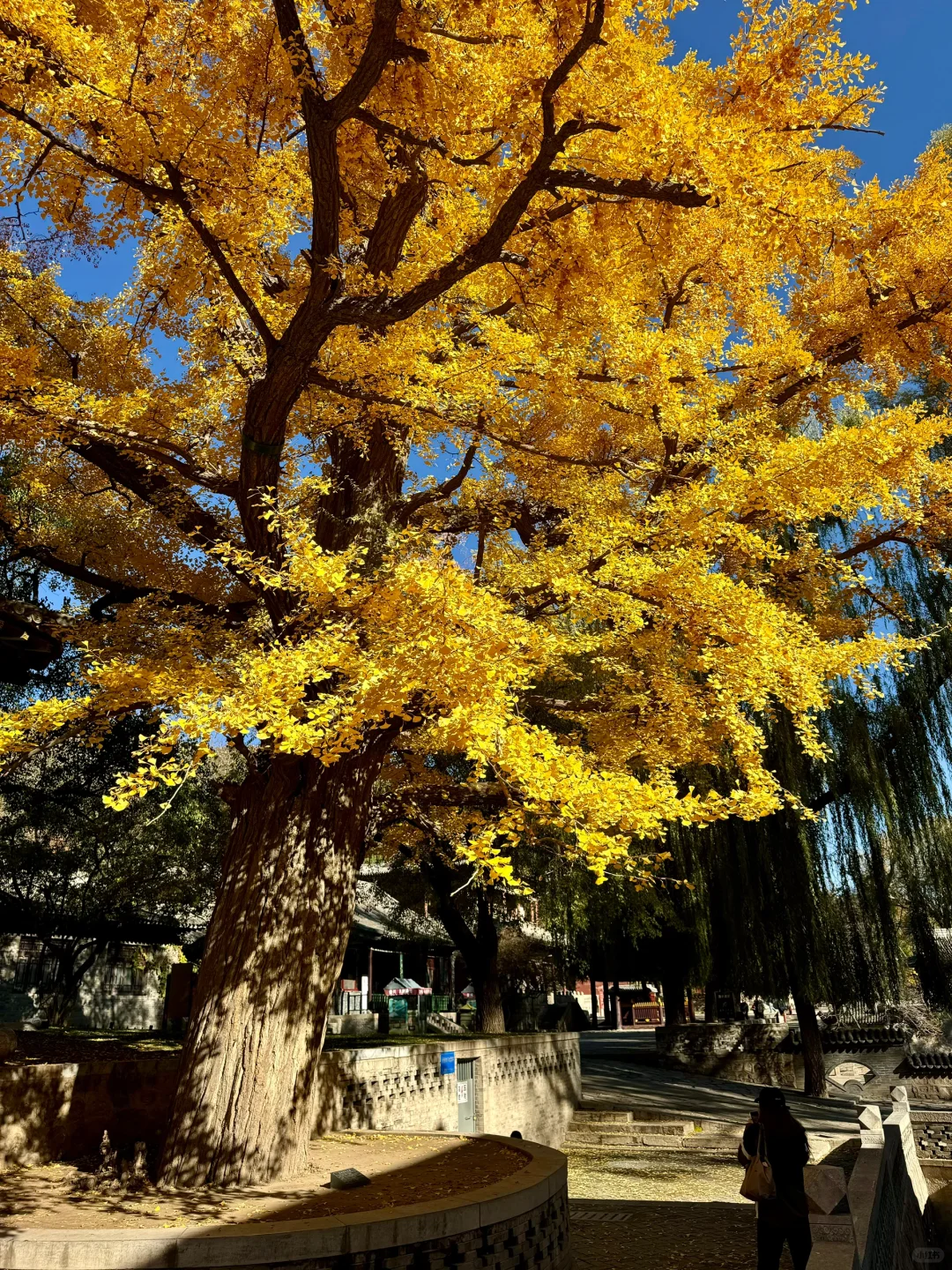 11.4的晋祠银杏大道live实拍🍂