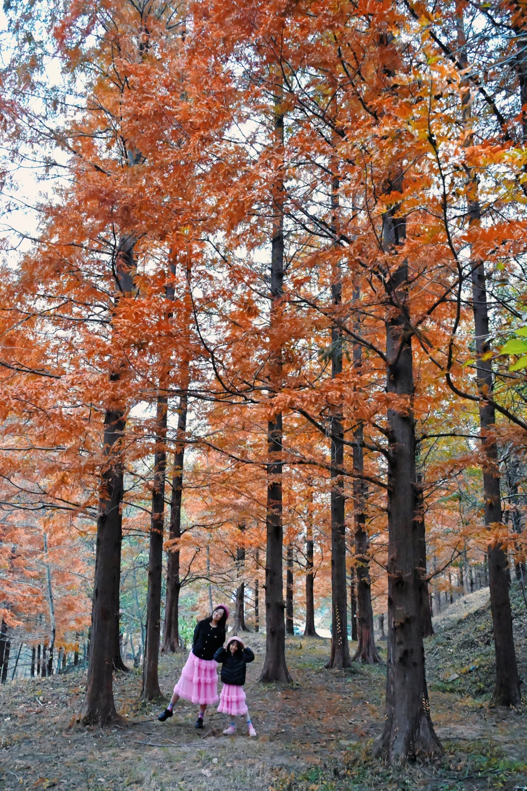 99%青岛人都不知道的水杉秘境!独享童话森林