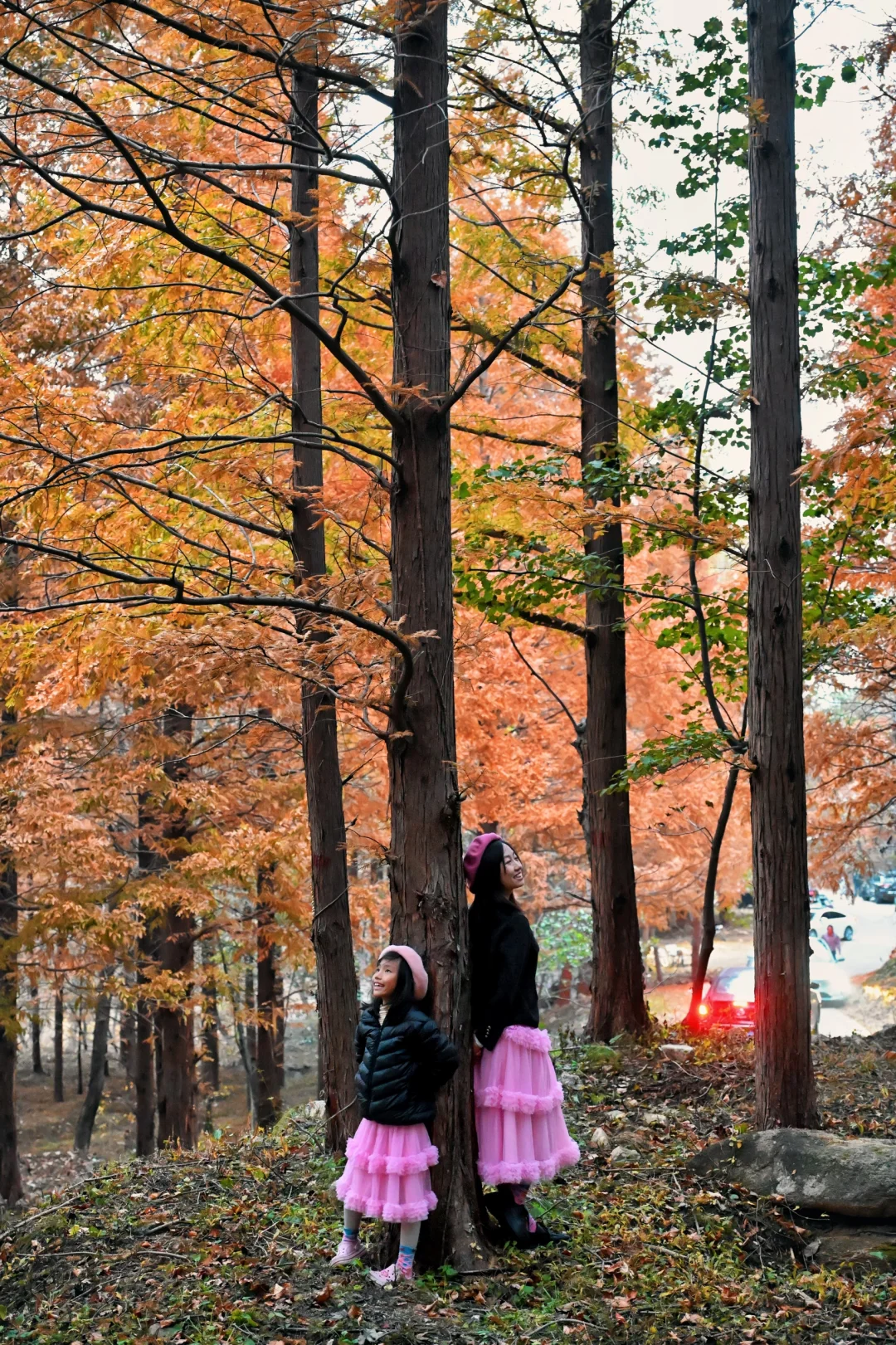 99%青岛人都不知道的水杉秘境!独享童话森林