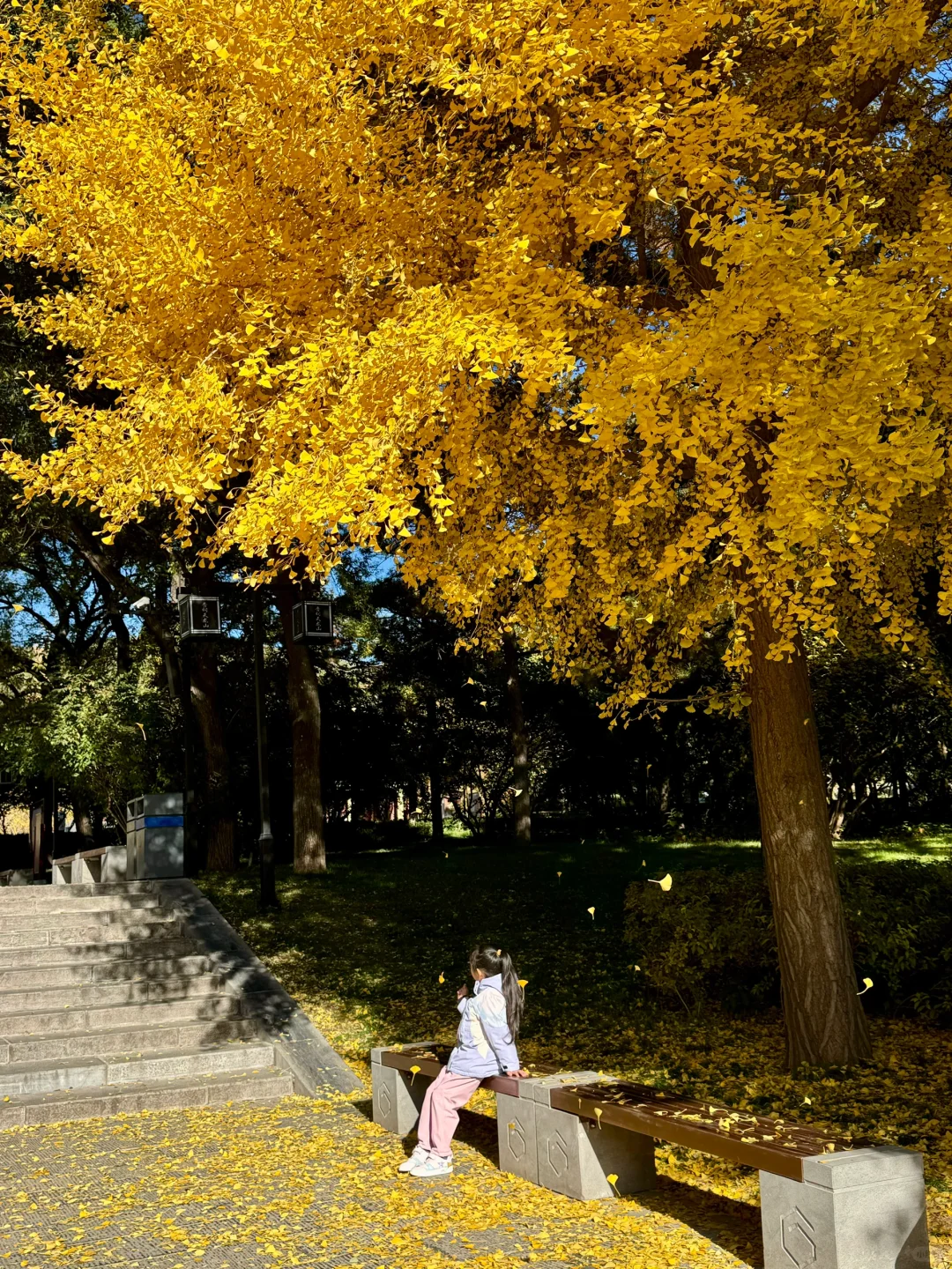 11.4的晋祠银杏大道live实拍🍂