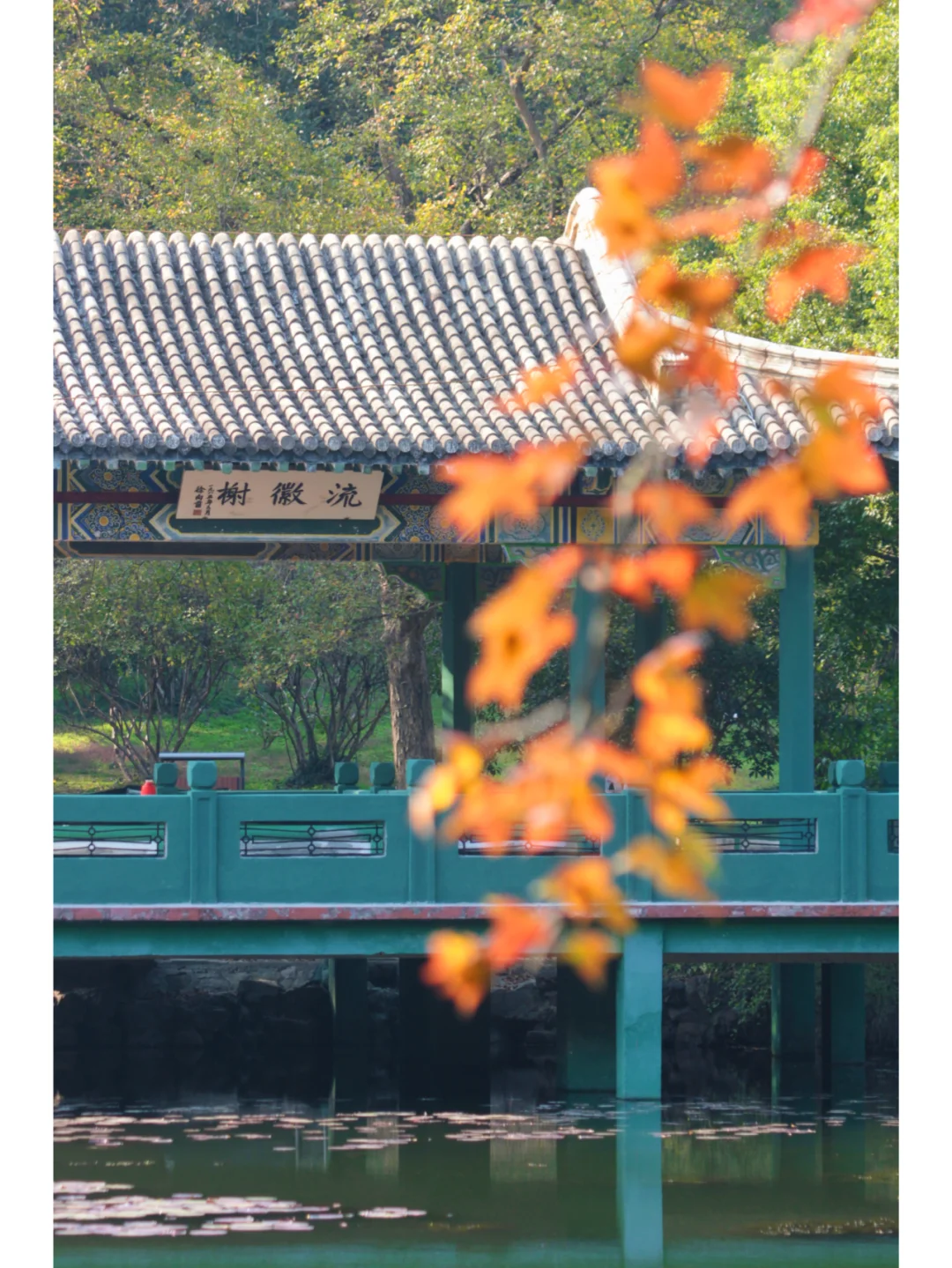 南京流徽榭|藏在钟山景区的秋色秘境🍂