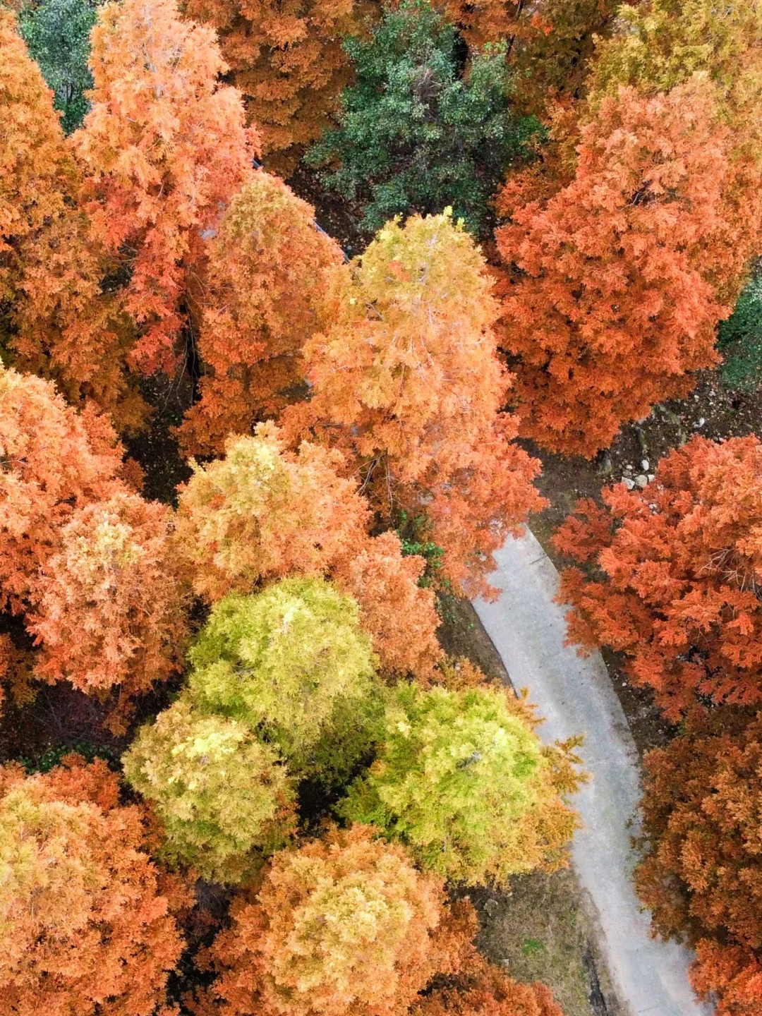 99%青岛人都不知道的水杉秘境!独享童话森林