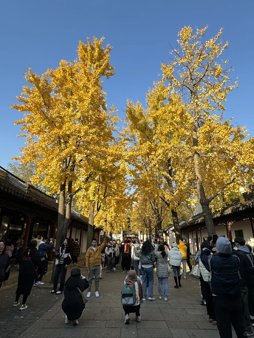 11月不来苏州！！！你糊涂啊！！！！！！