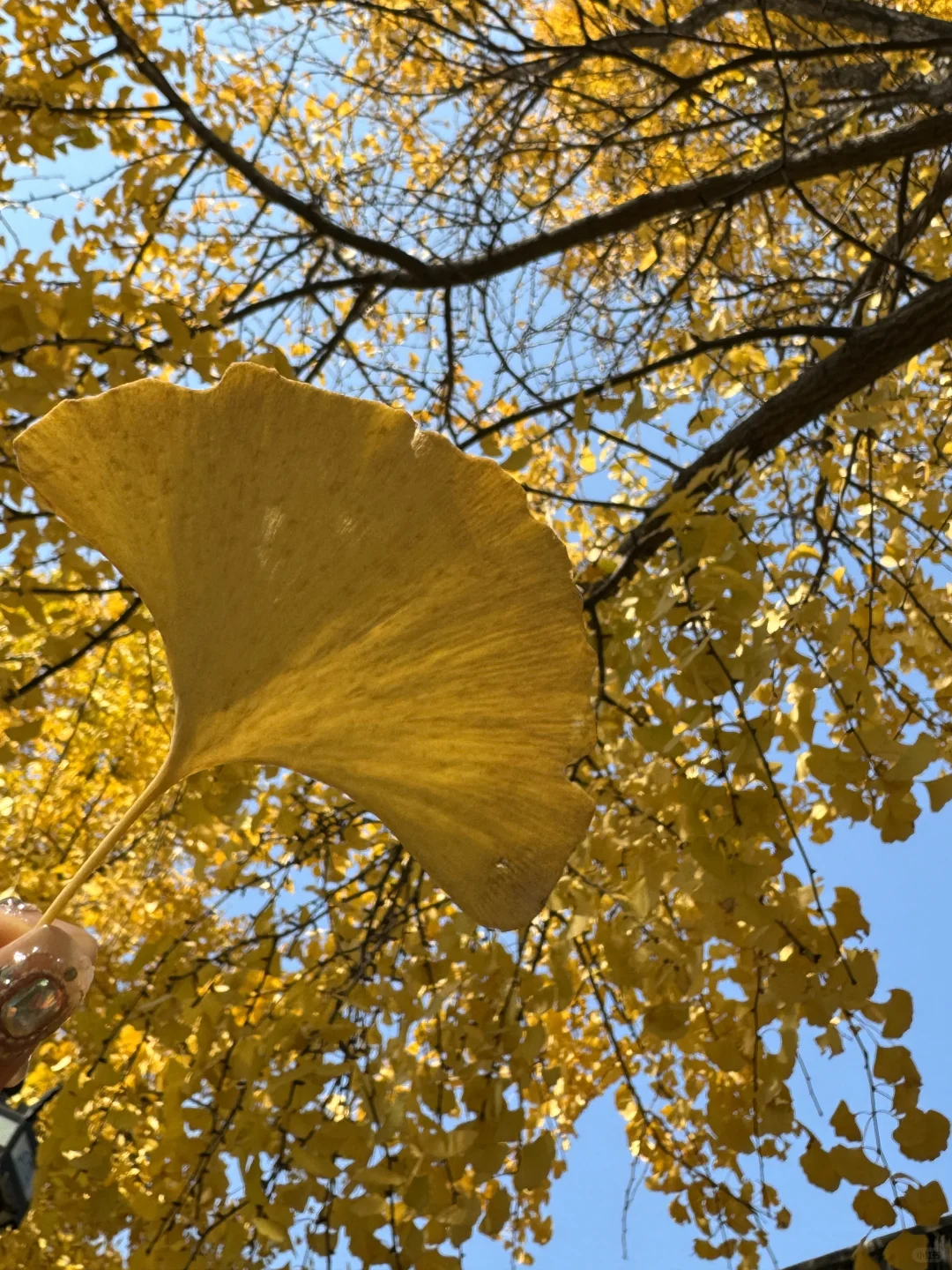 11月不来苏州！！！你糊涂啊！！！！！！