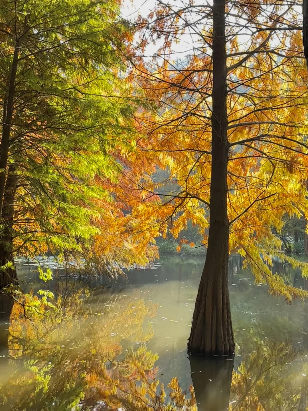 11.11南京明孝陵实况🍂🍂