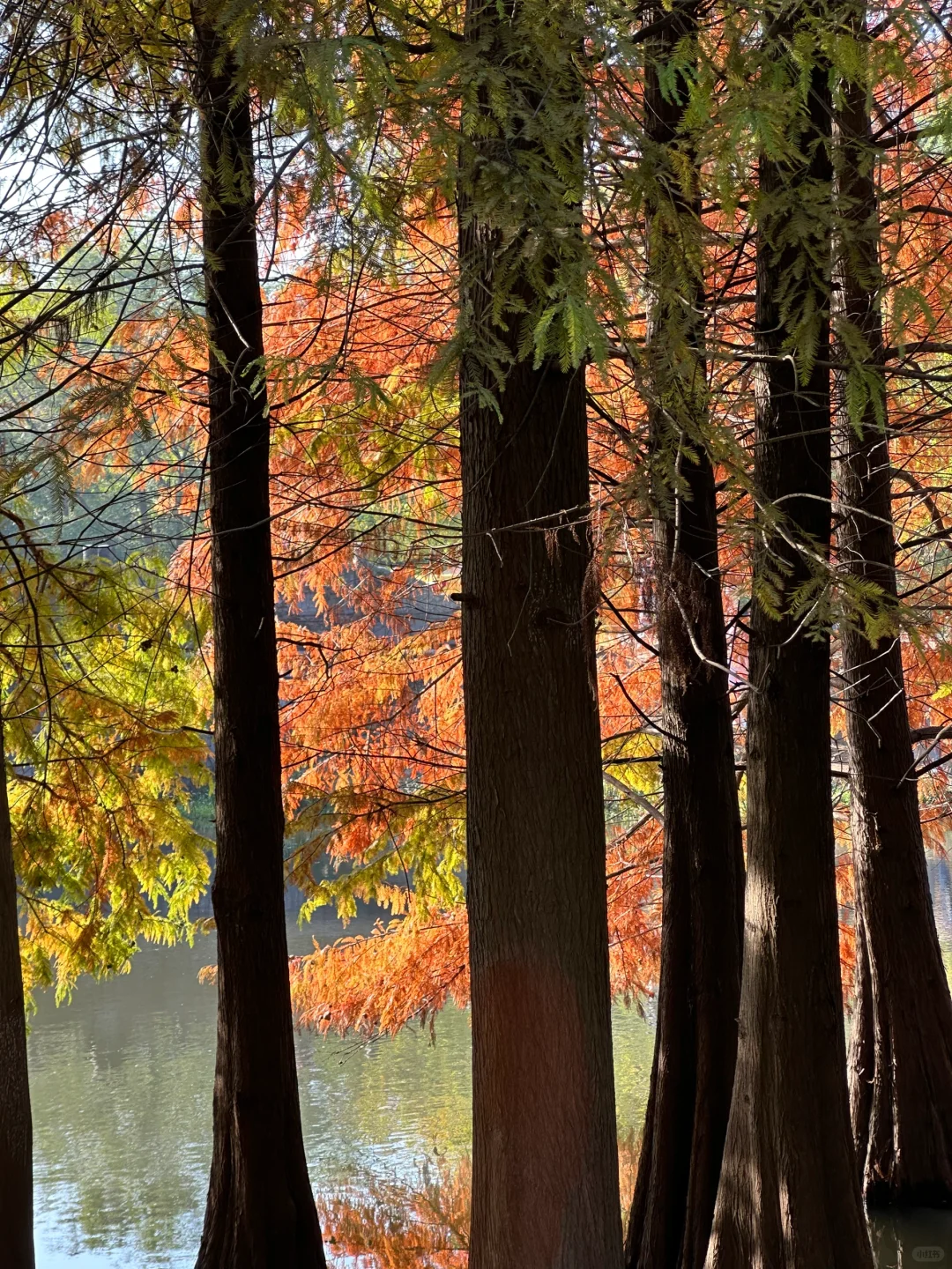 11.11南京明孝陵实况🍂🍂