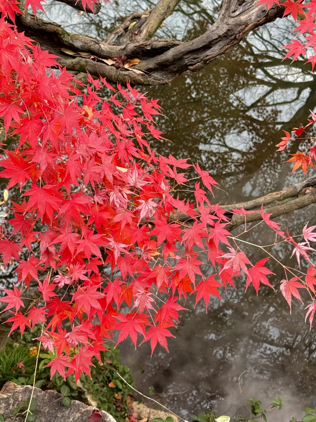 11月不来苏州！！！你糊涂啊！！！！！！