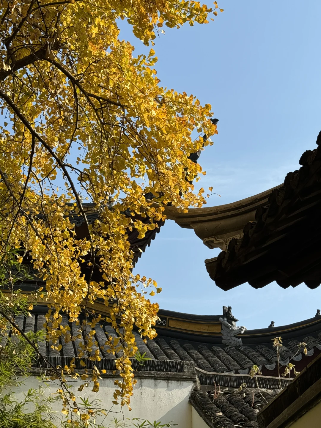 11月不来苏州！！！你糊涂啊！！！！！！