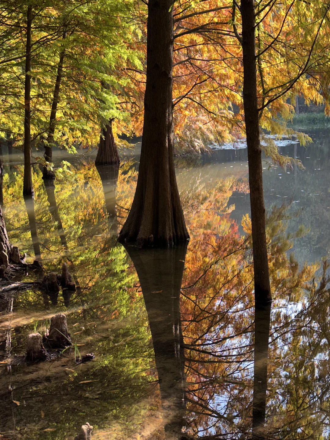 11.11南京明孝陵实况🍂🍂