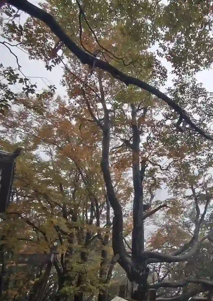 一场说走就走的红叶观赏之旅