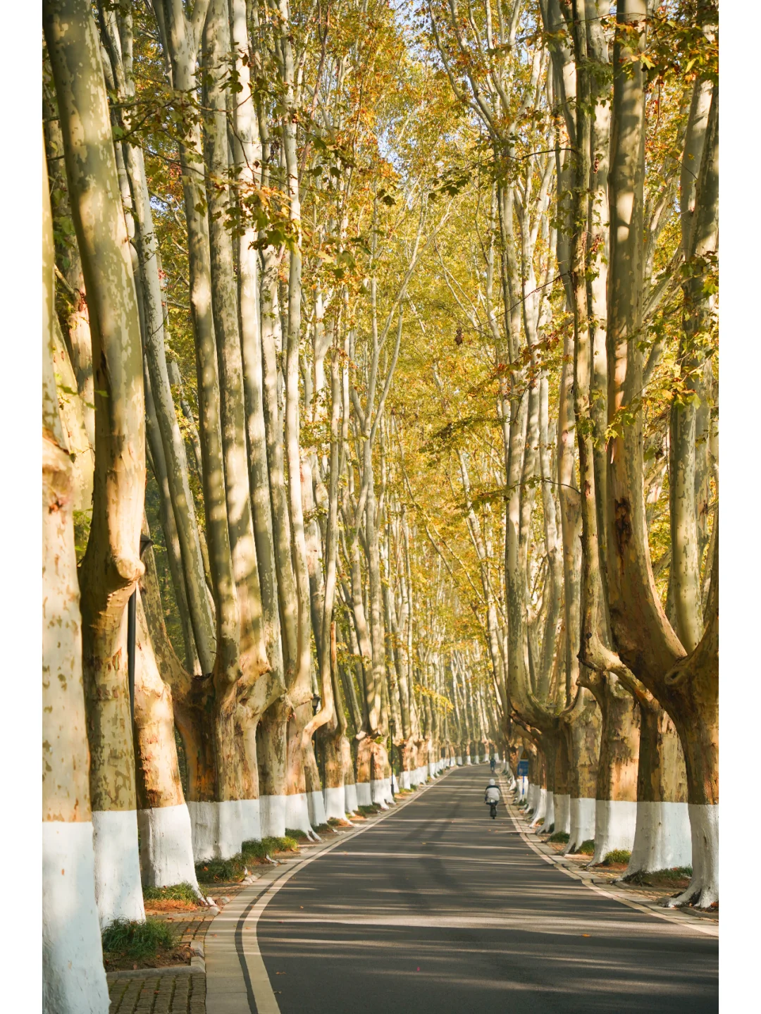 南京赏秋🍁小众徒步路线，走进秋日童话