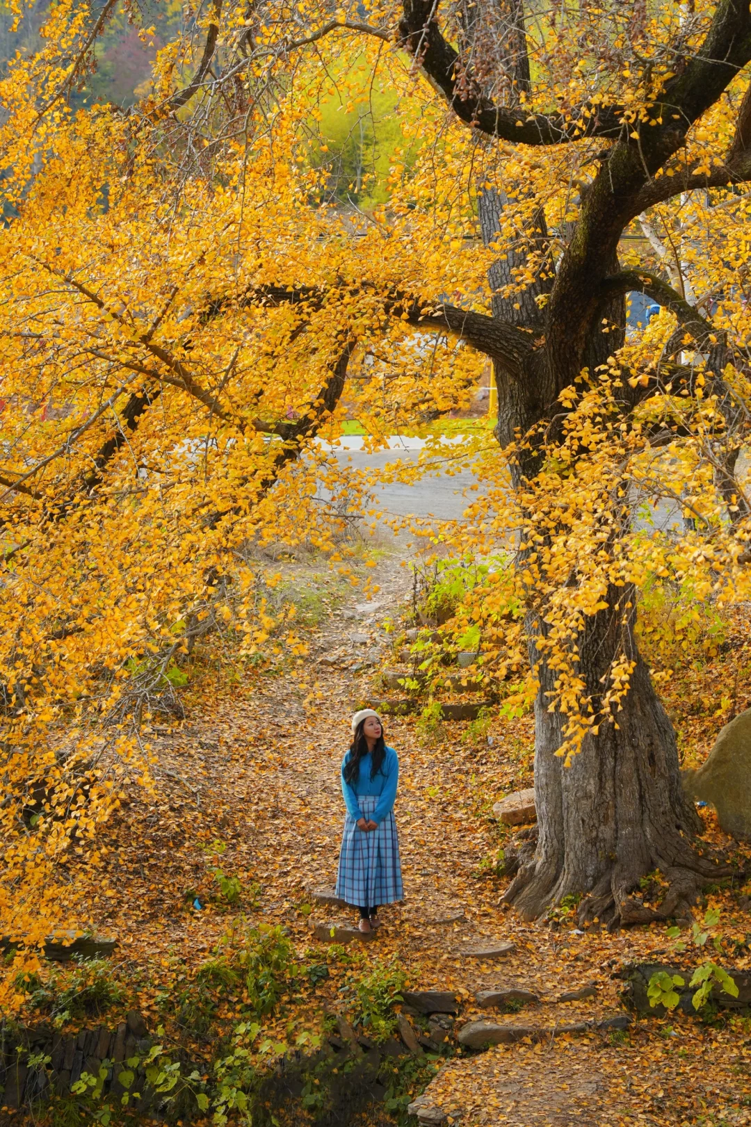 老天奶！求求告诉武汉人！这里的银杏美绝了！