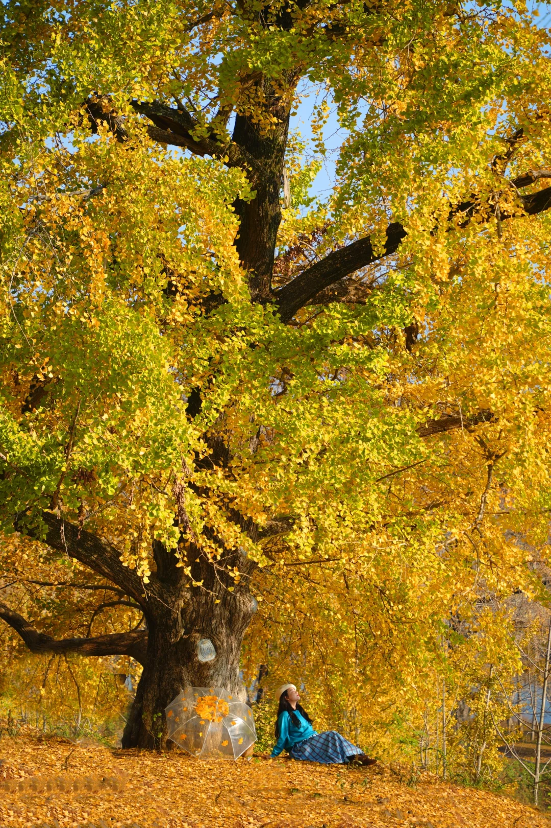 老天奶！求求告诉武汉人！这里的银杏美绝了！