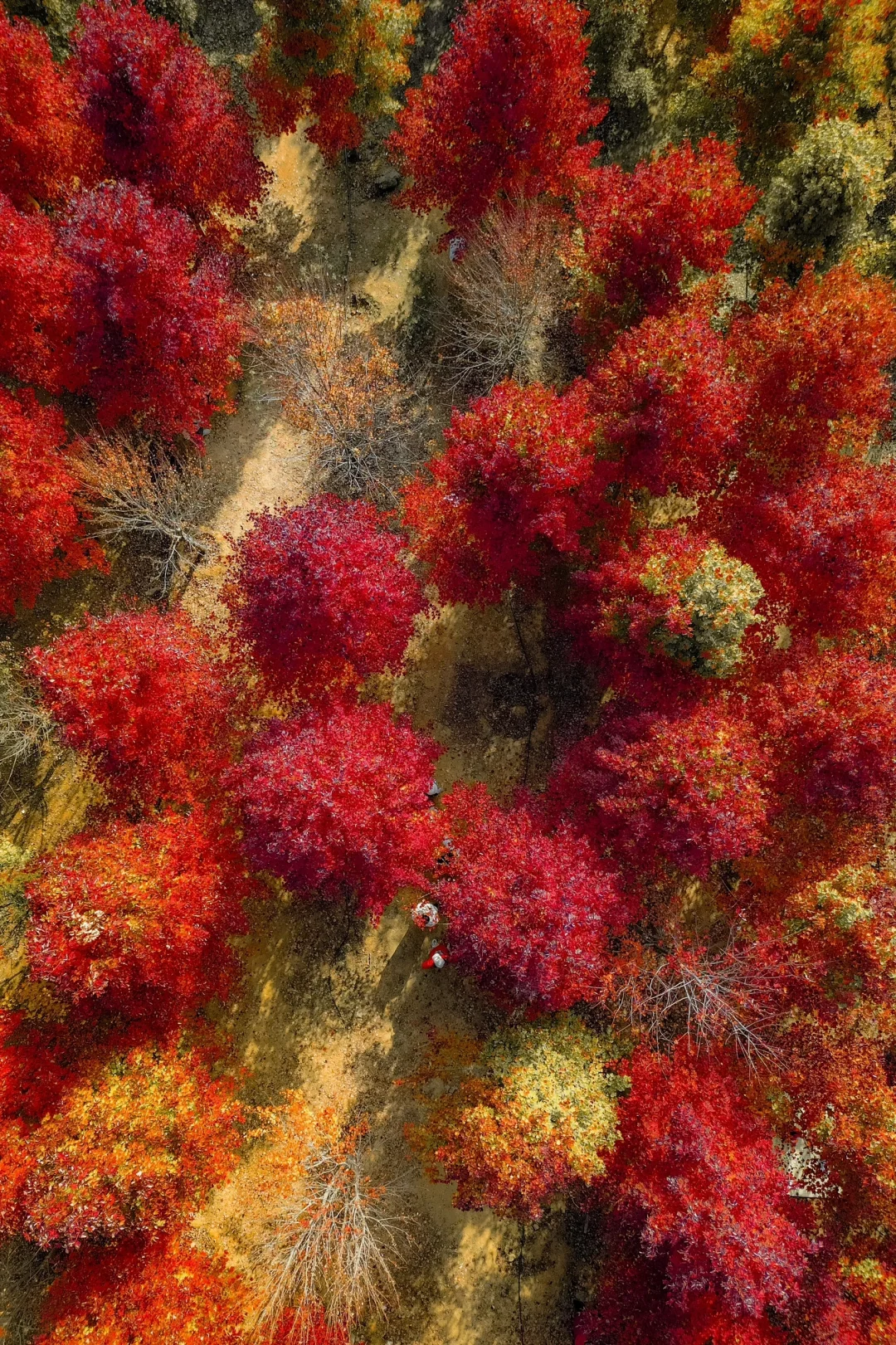 再过一周，武汉这里将是封神的存在！！！