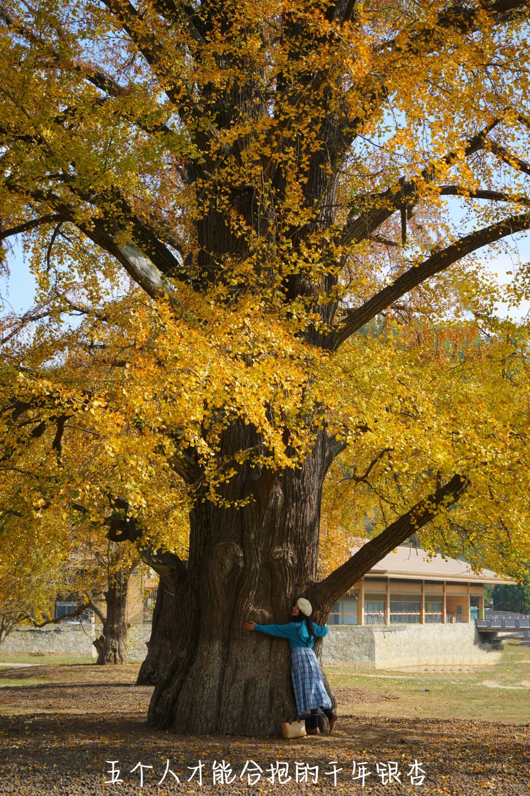 老天奶！求求告诉武汉人！这里的银杏美绝了！