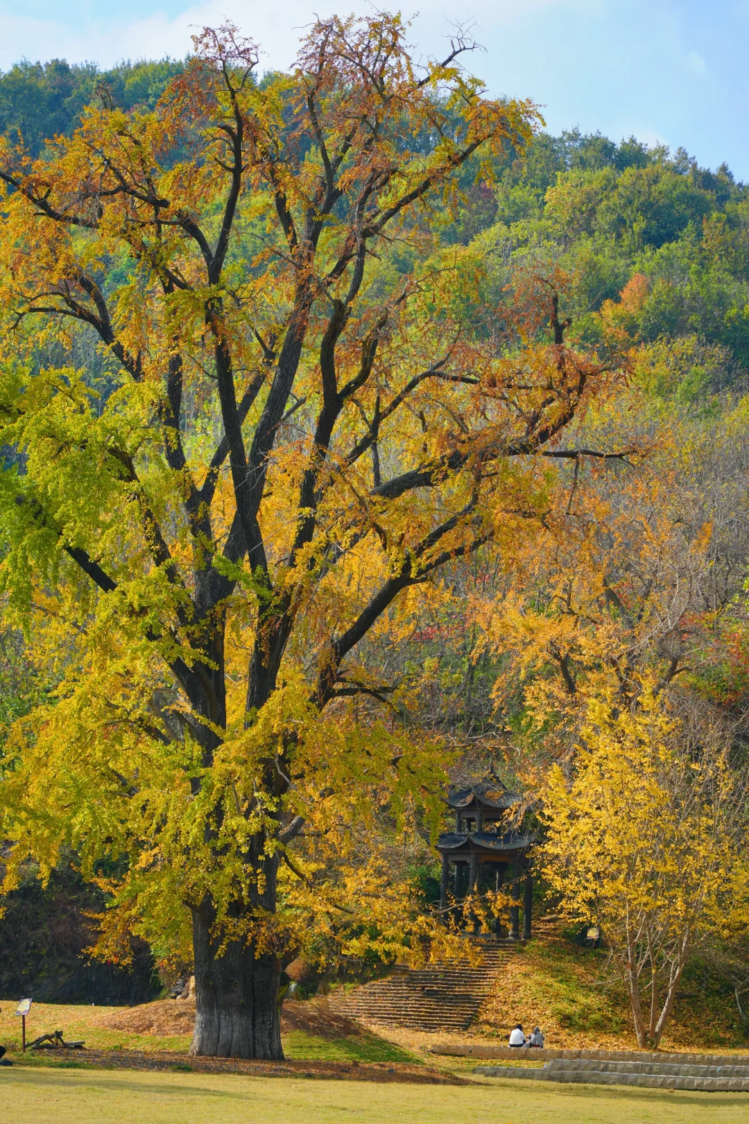 老天奶！求求告诉武汉人！这里的银杏美绝了！