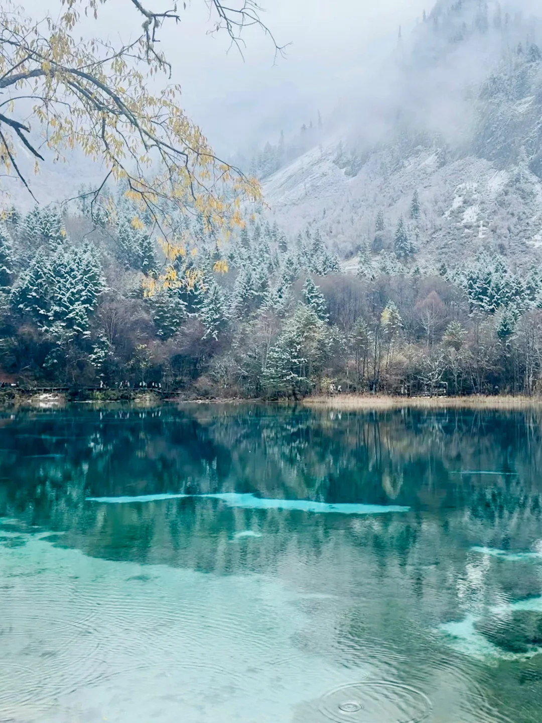 11.19📍九寨沟崩溃已回,真心建议还没来的…