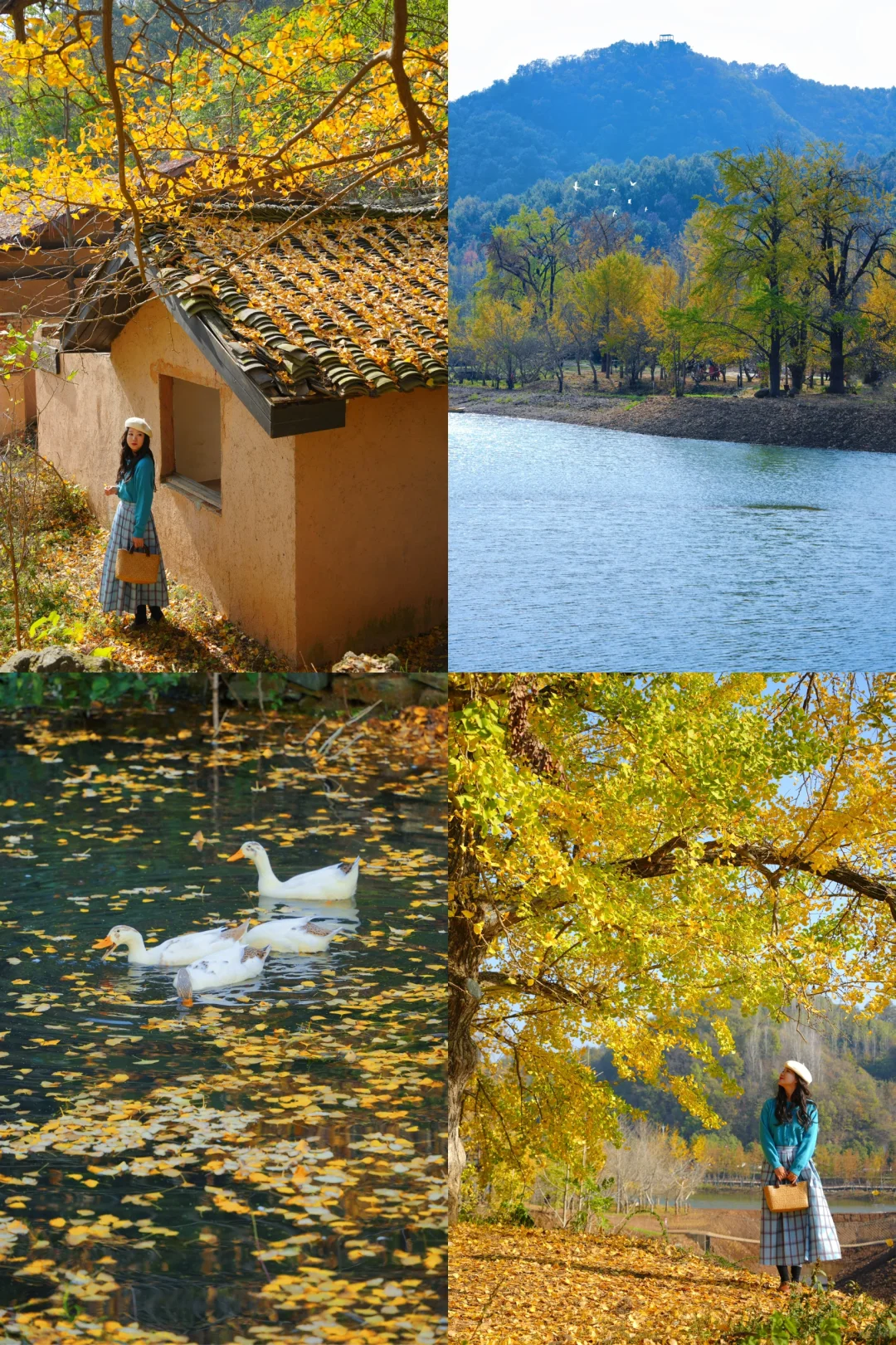 老天奶！求求告诉武汉人！这里的银杏美绝了！