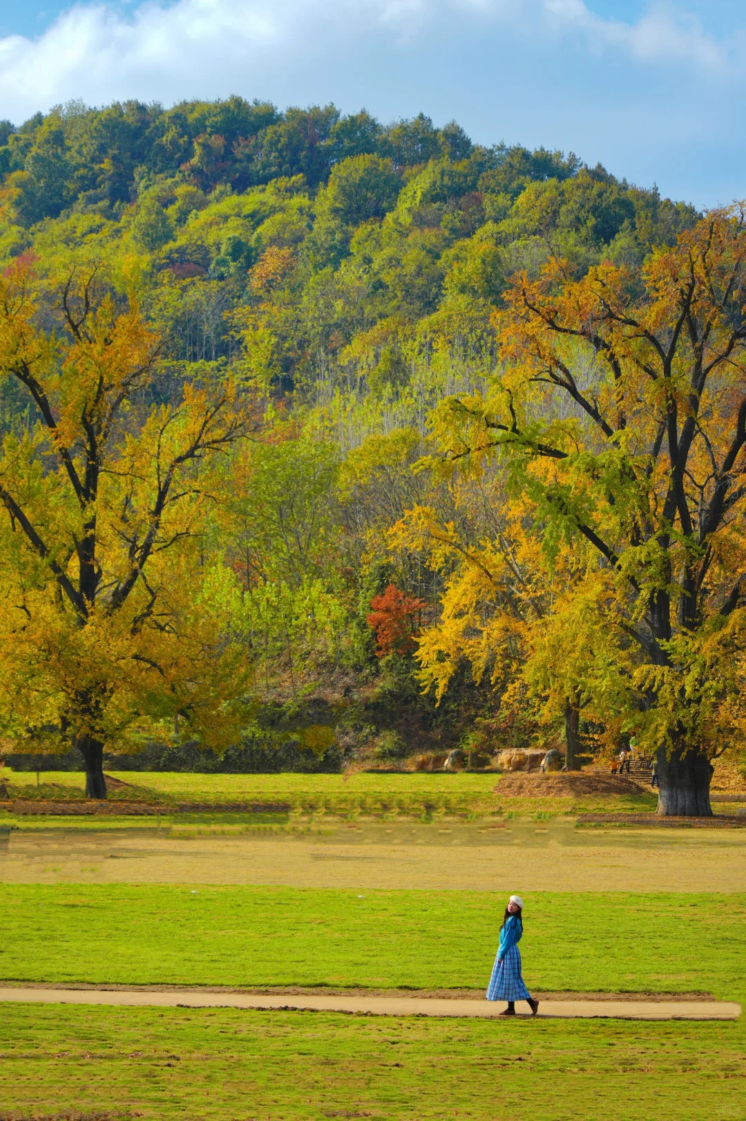 老天奶！求求告诉武汉人！这里的银杏美绝了！