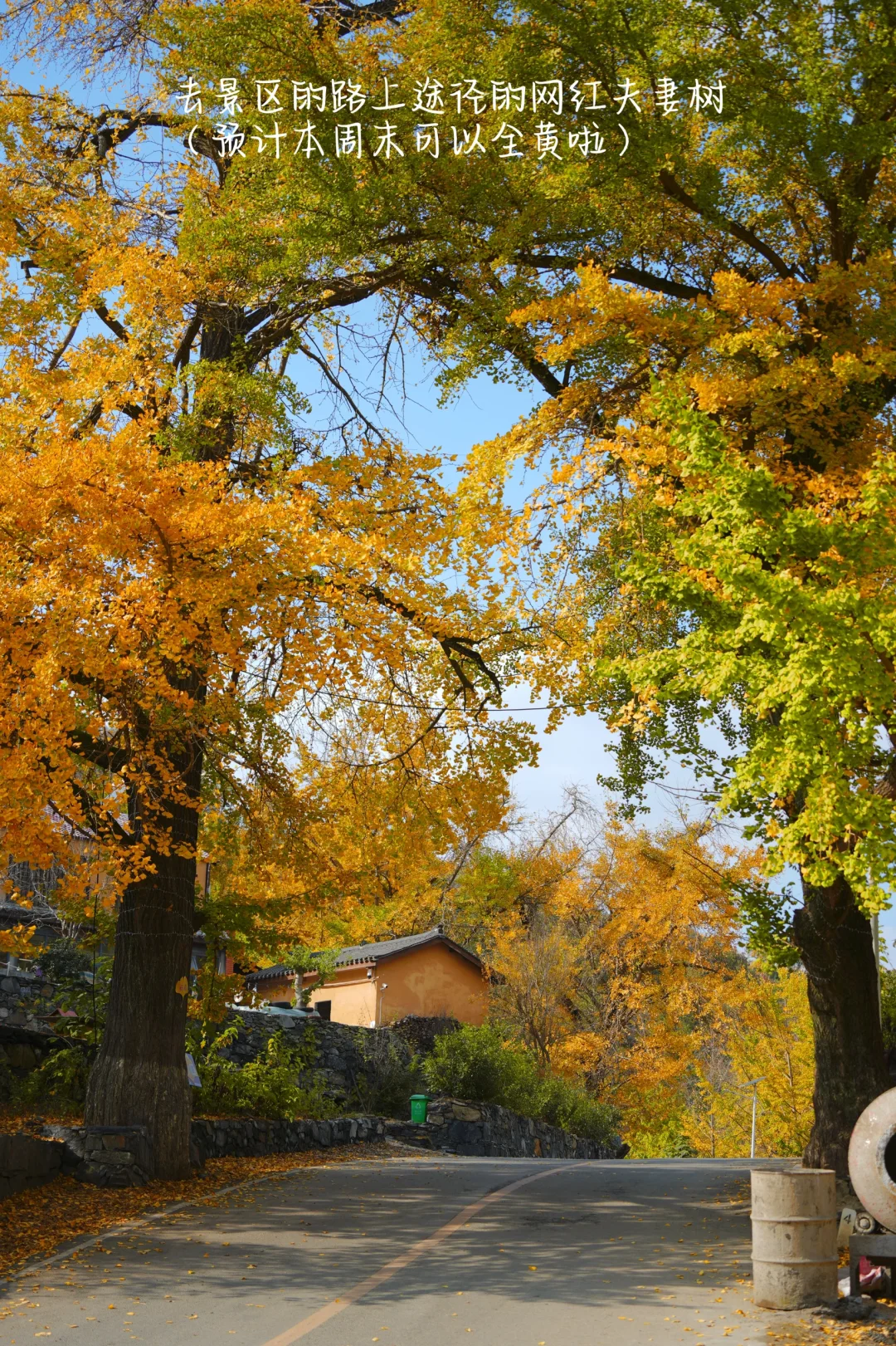 老天奶！求求告诉武汉人！这里的银杏美绝了！