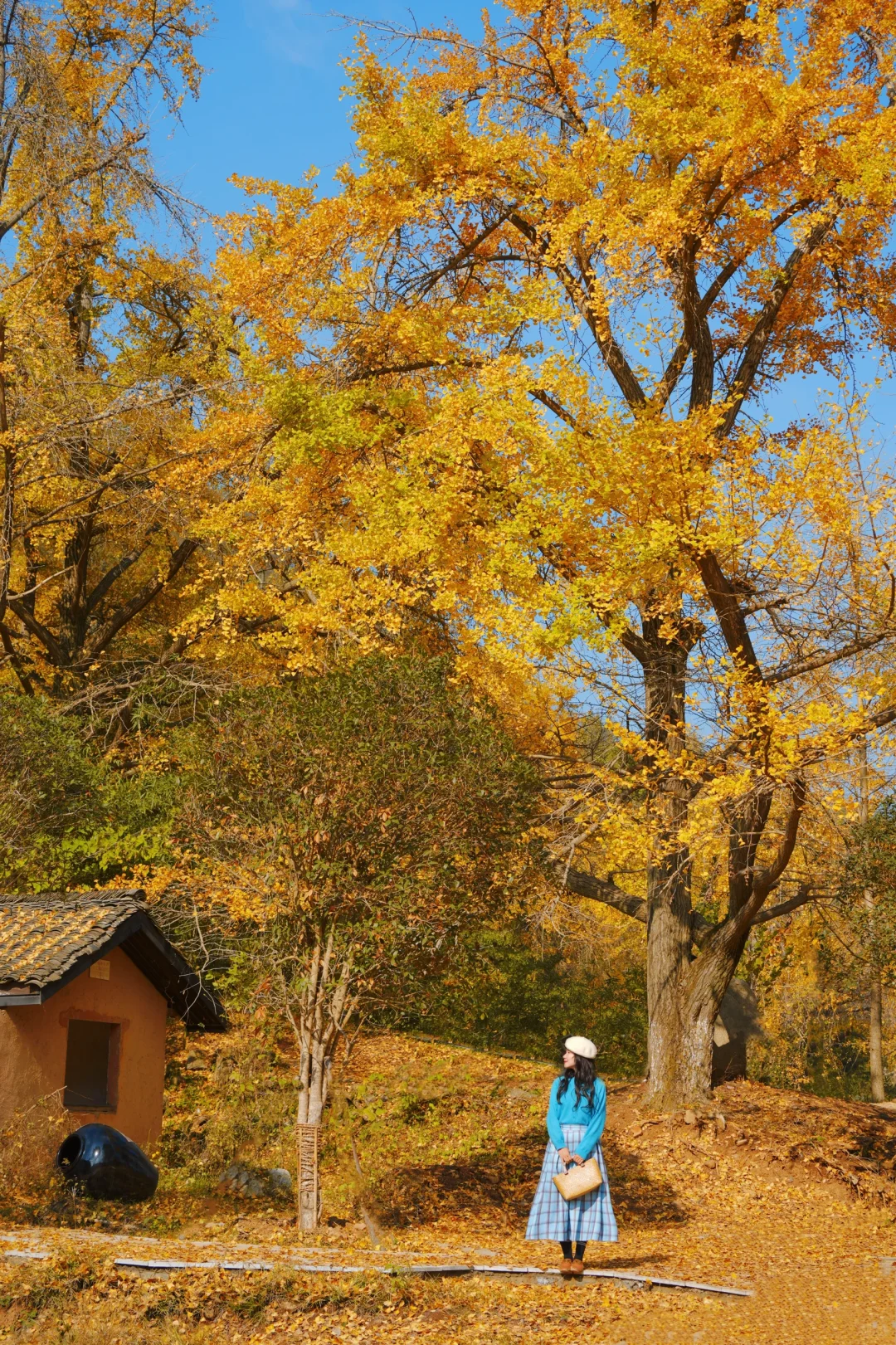 老天奶！求求告诉武汉人！这里的银杏美绝了！