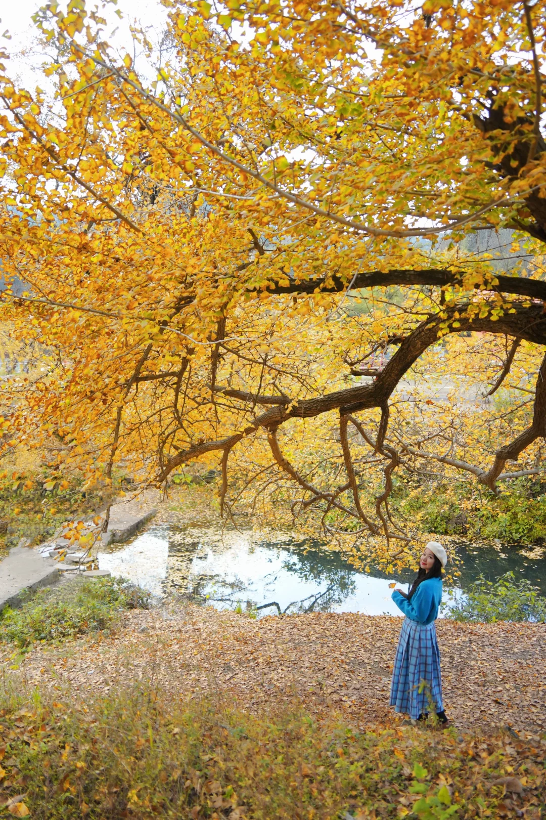 老天奶！求求告诉武汉人！这里的银杏美绝了！