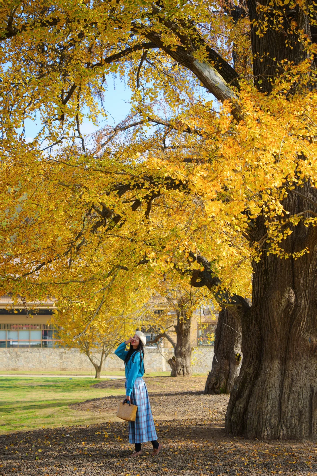 老天奶！求求告诉武汉人！这里的银杏美绝了！