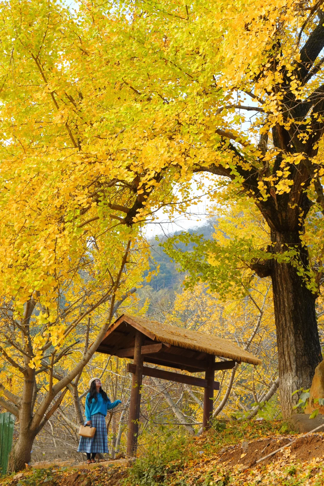 老天奶！求求告诉武汉人！这里的银杏美绝了！