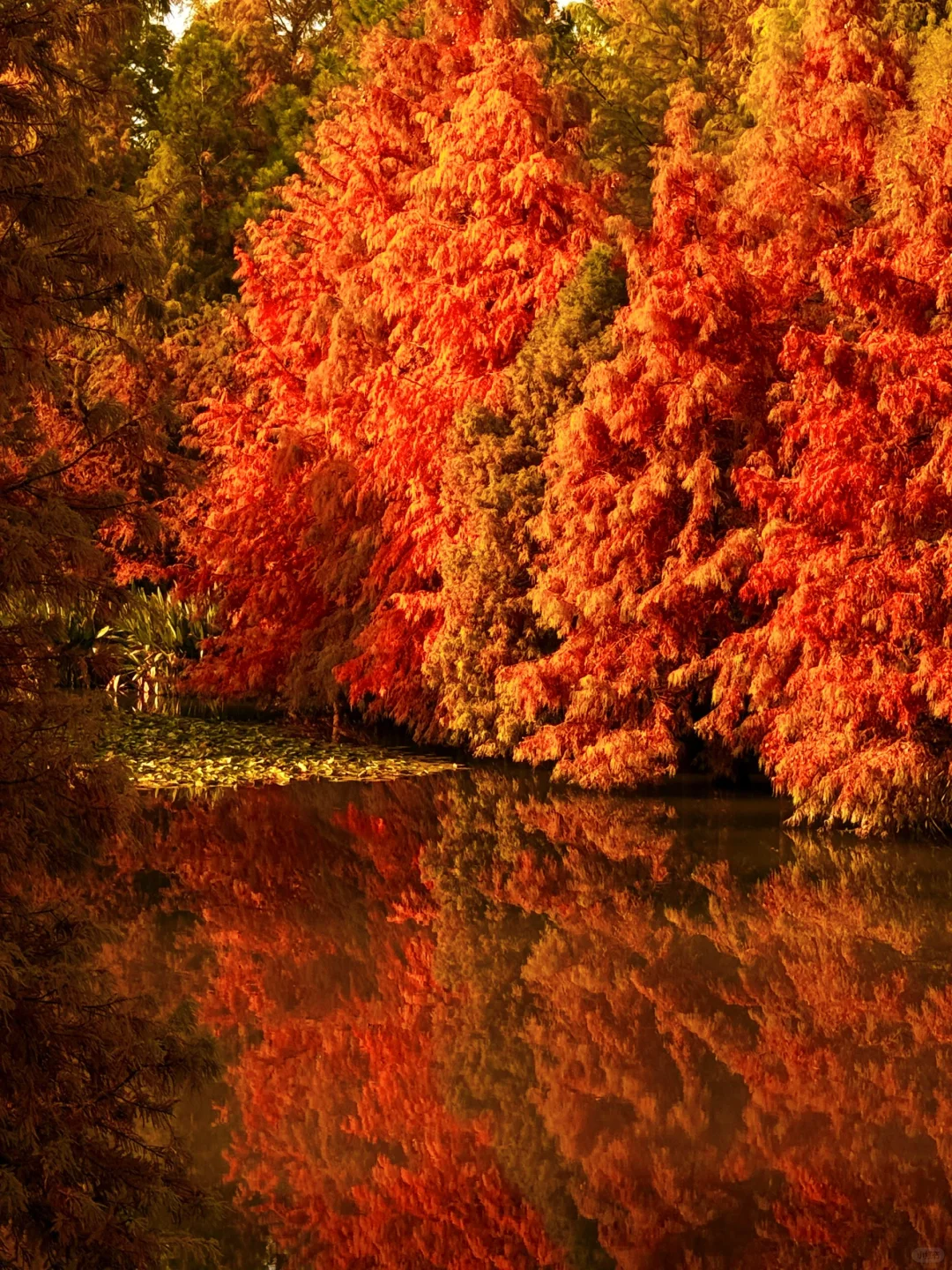 南京秋冬绝美景点推荐，不来这里你糊涂啊～