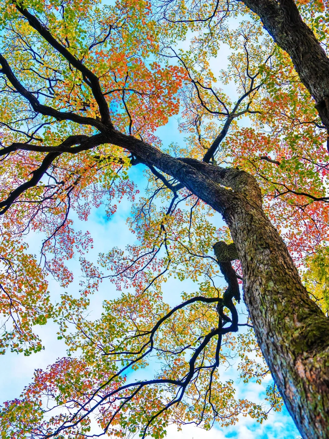 南京秋冬绝美景点推荐，不来这里你糊涂啊～