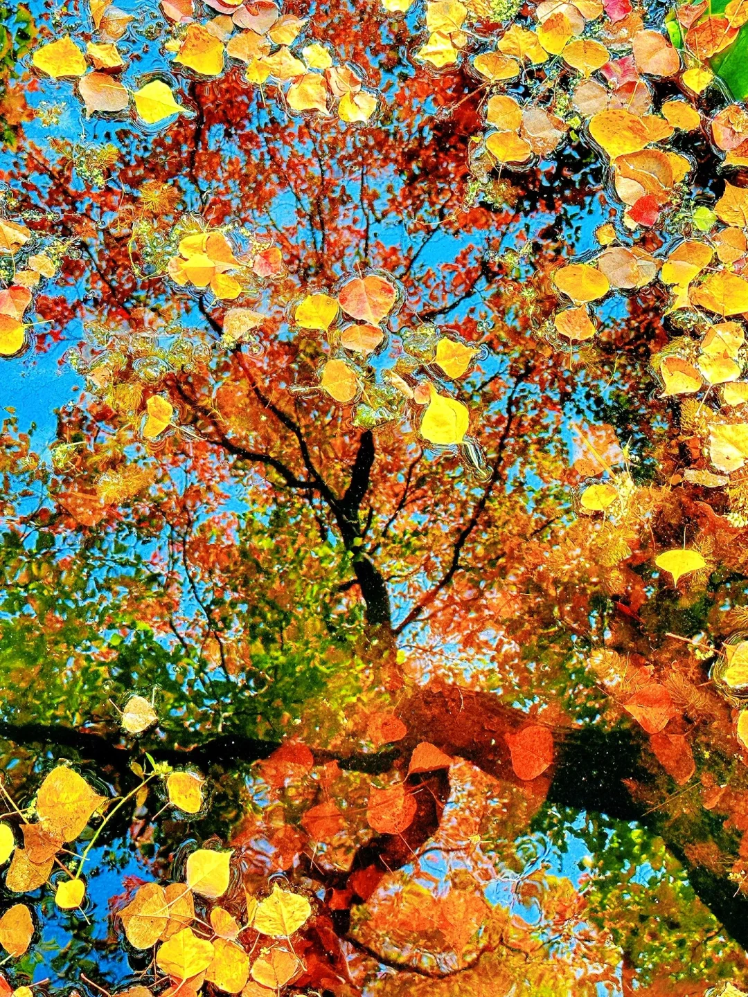 南京秋冬绝美景点推荐，不来这里你糊涂啊～