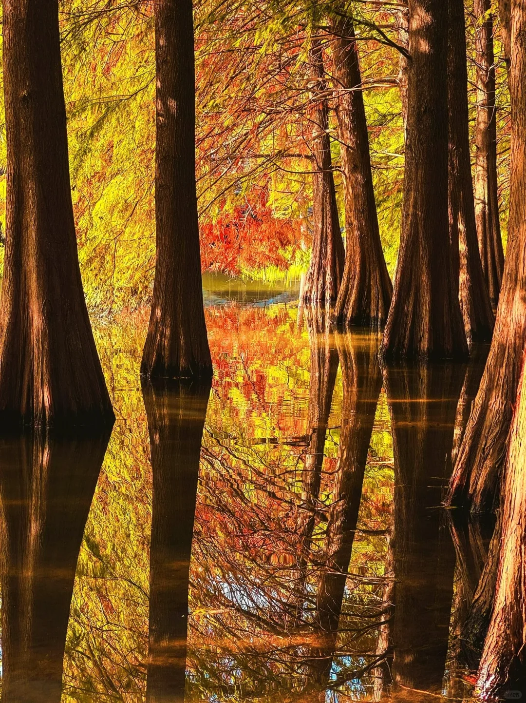 南京秋冬绝美景点推荐，不来这里你糊涂啊～