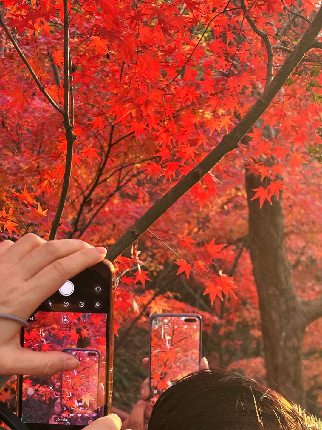 南京秋冬绝美景点推荐，不来这里你糊涂啊～