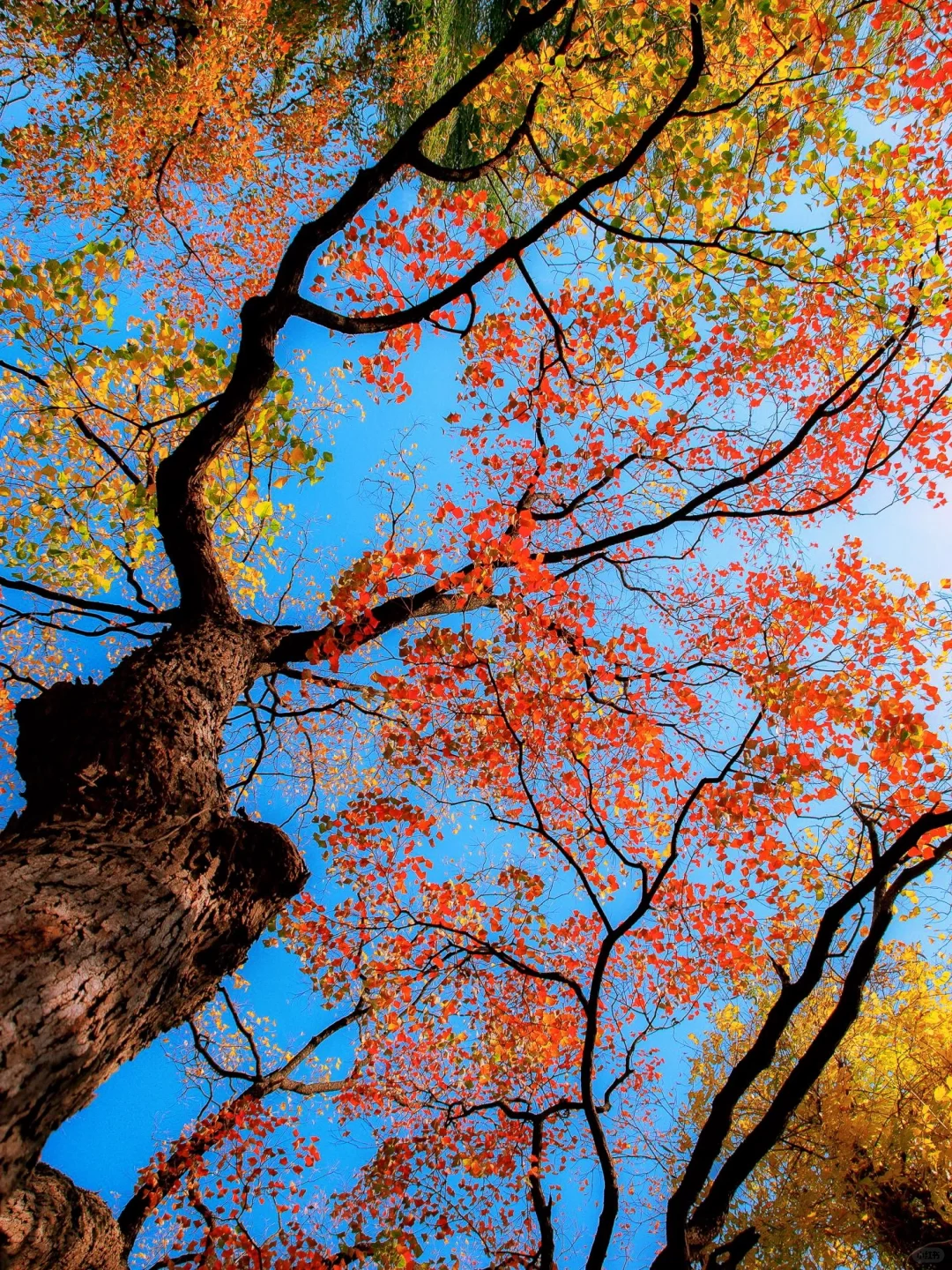南京秋冬绝美景点推荐，不来这里你糊涂啊～