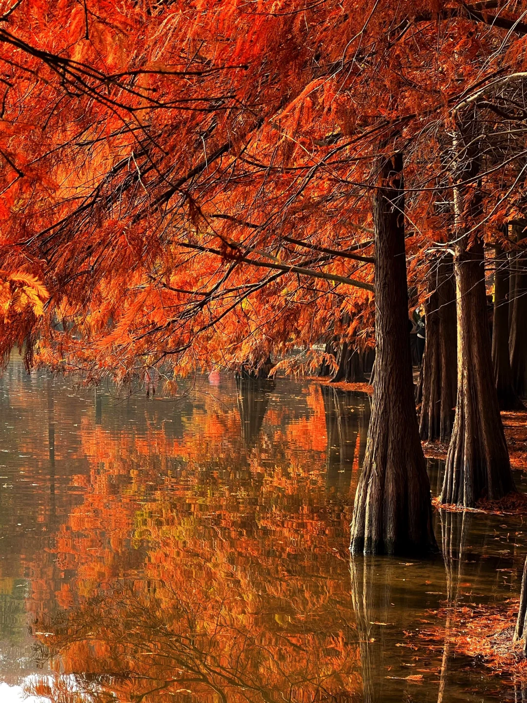 南京秋冬绝美景点推荐，不来这里你糊涂啊～