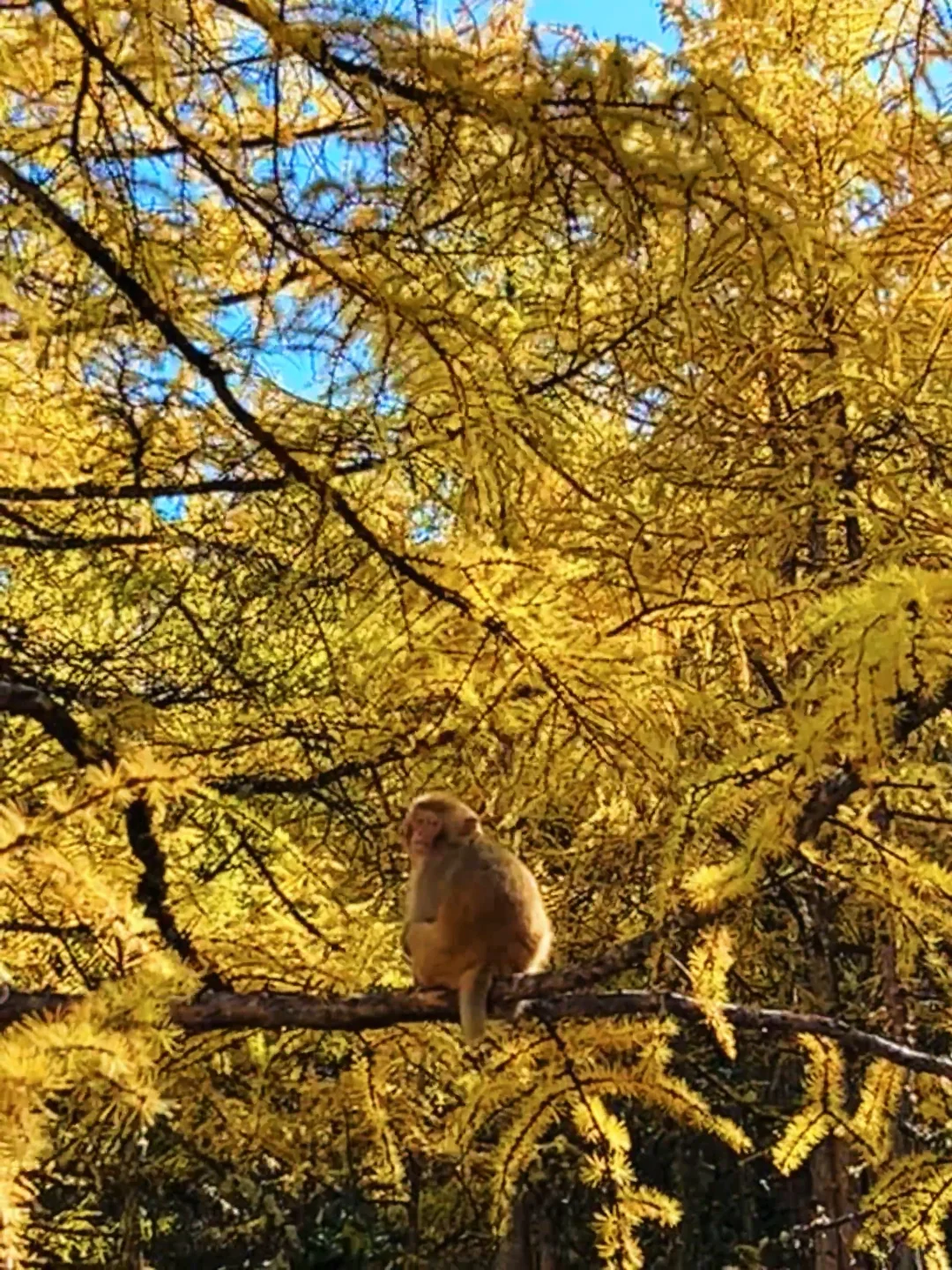 10.27稻城亚丁的秋日画布让人心醉🏔️