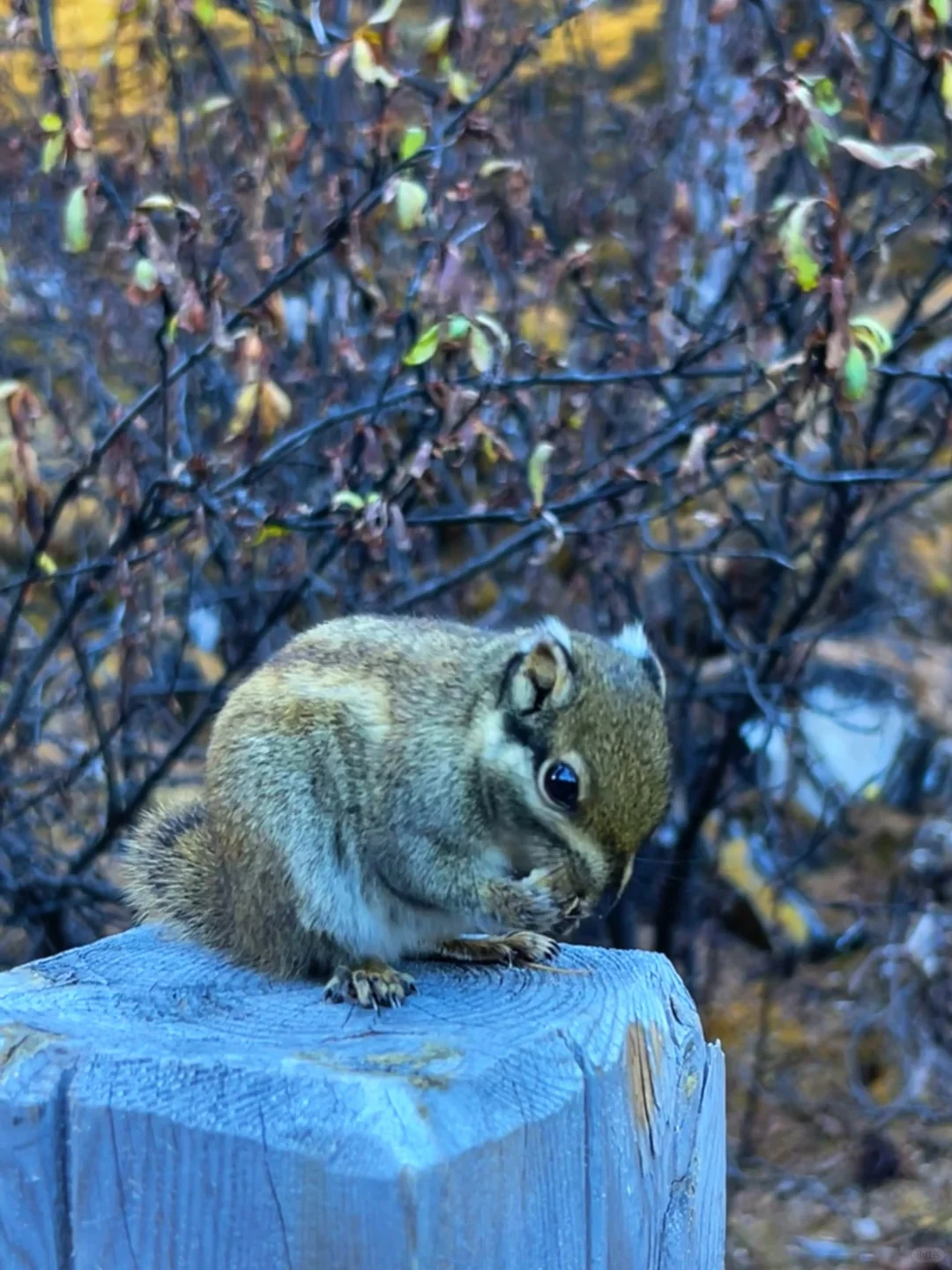 10.27稻城亚丁的秋日画布让人心醉🏔️