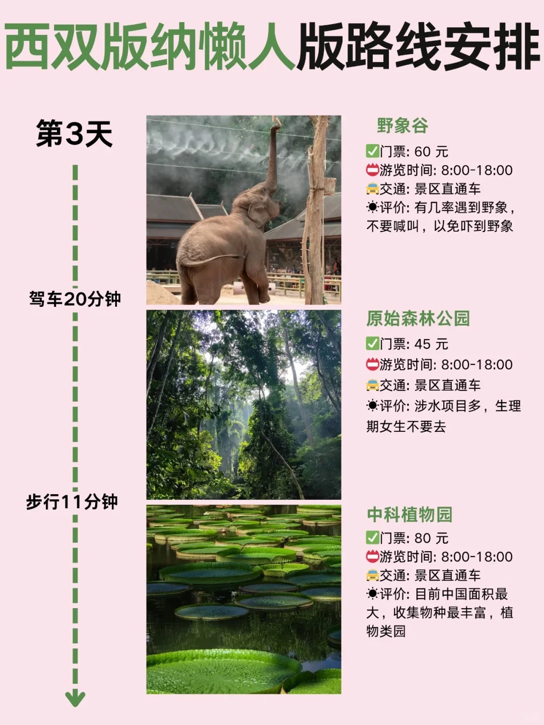 11-12🈷去版纳懒人旅游攻略，直接抄作业