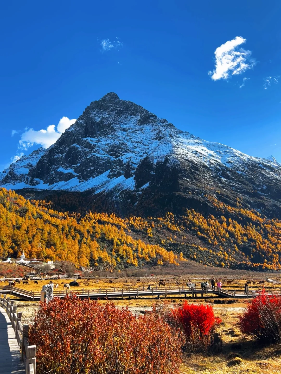 10.27稻城亚丁的秋日画布让人心醉🏔️