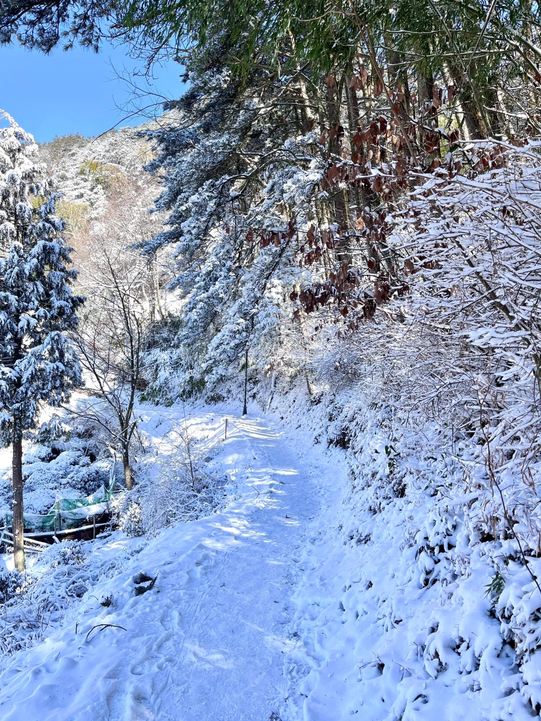 🚄深圳-庐山看雪❄️这个冬天一定要去看场雪