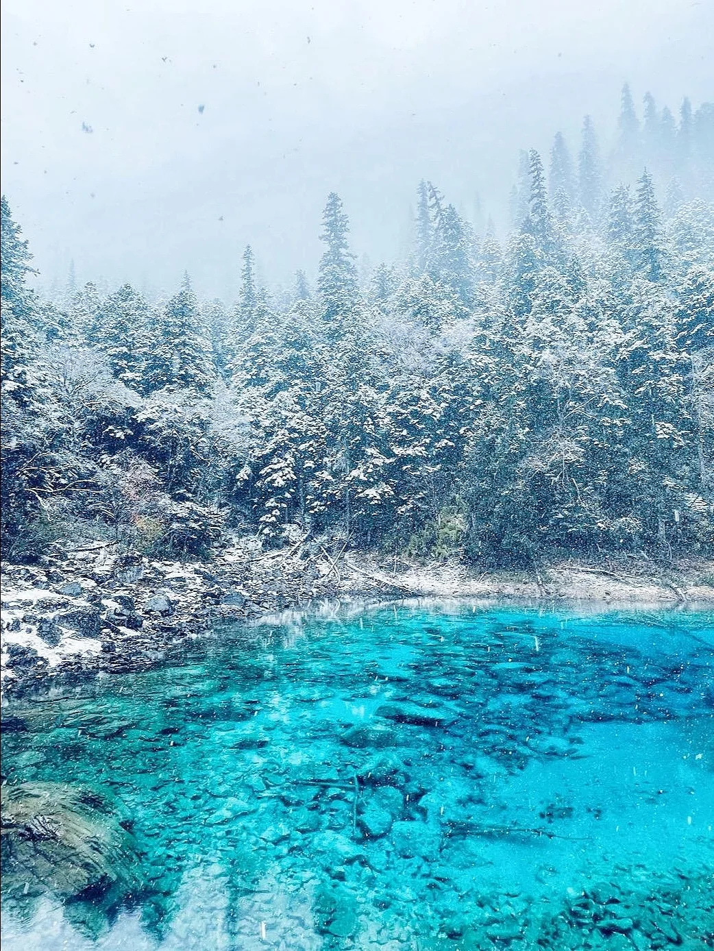 11.25📍九寨沟豪赌成功!简直不要太美了