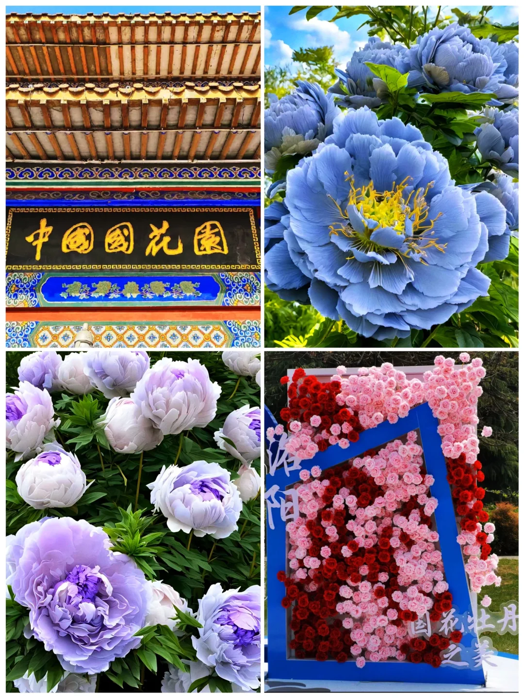 📍河南旅游|洛阳必打卡的八个景点‼️