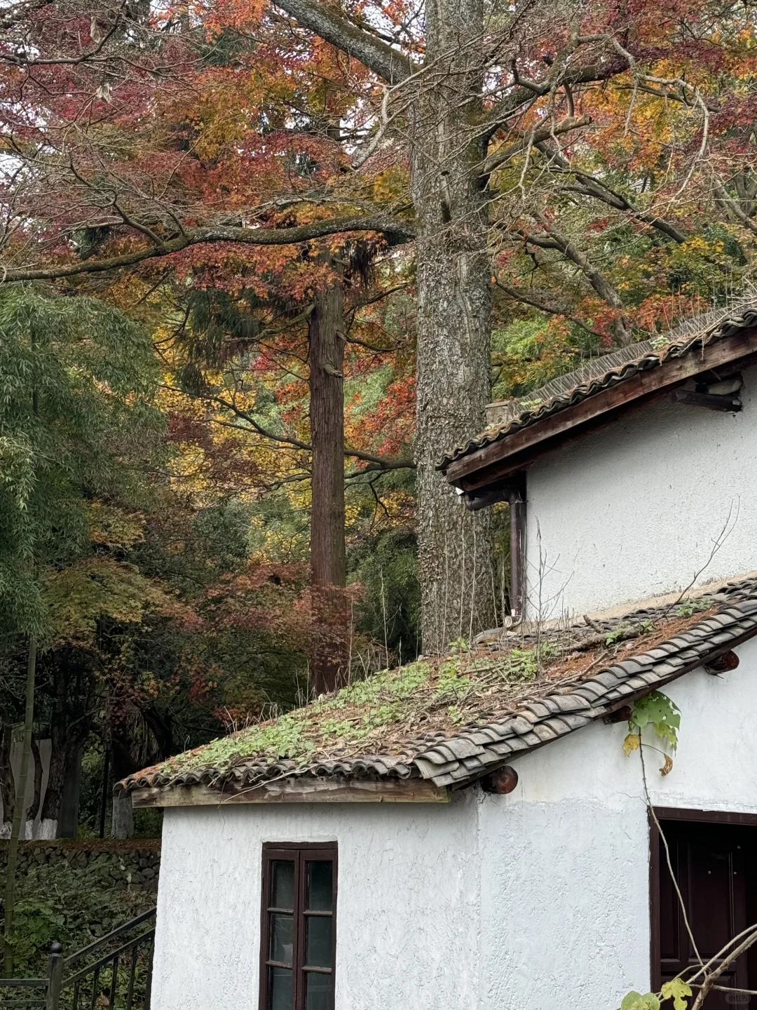 11.24实况!莫干山的秋天美疯了!(详细攻略)